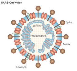 2002/03 - 2012/13: The Decade of Highly Pathogenic Coronaviruses ...